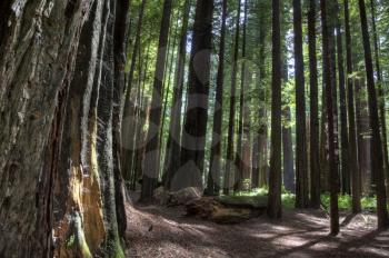 Giant Redwoods California Northern Park near Eureka