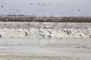 Snow Geese and Swans in Winter Canada