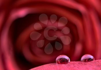 Macro Close up Rose and water drops