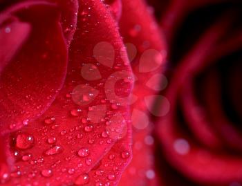 Macro Close up Rose and water drops