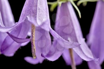 Campanula rotundifolia purple floer from the bell flower family