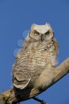 Great Horned Owl owlet perched in tree branch