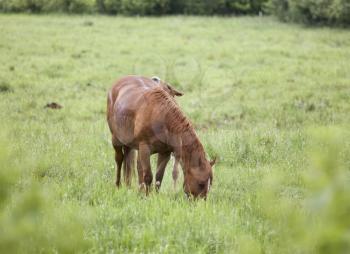 Horses in Pasture in Saskatchewan Canada young