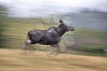 Moose on the run blurred and panned image Canada