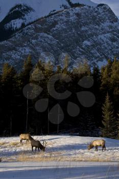 Wild Elk in Winter near Banff Alberta Canada