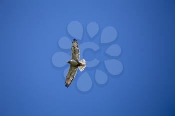 Swainson Hawk in Flight against blue sky Canada