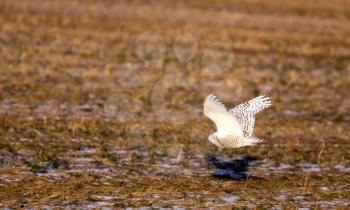 Snowy Owl in Saskatchewan Canada in flight flying