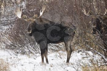 Bull Moose in Winter Saskatchewan Canada close up