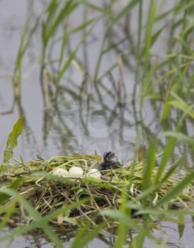 Eared Grebe in Saskatchewan Canada Pond with eggs
