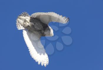 Snowy Owl in Flight in Saskatchewan Canada