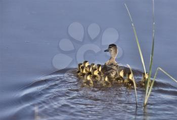 Duck with young in Pond in Saslkatchewan Canada