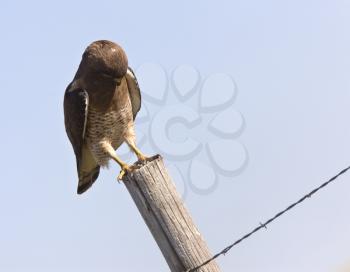 Swainson Hawk perched on post in Saskatchewan Canada