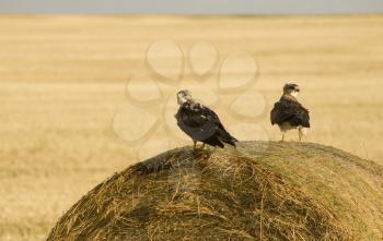 Swainson Hawks on Hay Bale after storm Saskatchewan