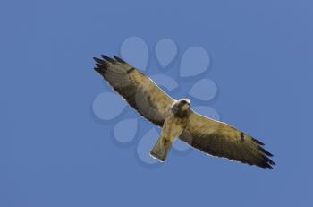 Swainson Hawk in flight in Alberta Canada