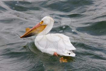 American White Pelicans in Canada