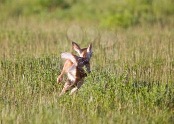 Young Fawn running in a field Saskatchewan