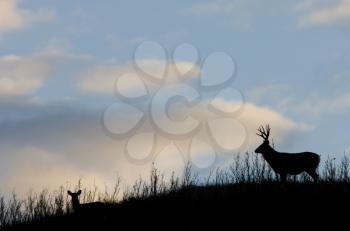 Deer Silhouette Saskatchewan Canada Mule Deer Hills 