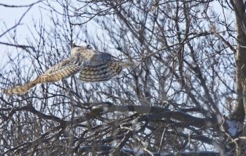 Great Horned Owl in Flight Saskatchewan CAnada winter cold