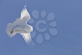 Snowy Owl Canada blue sky beautiful bird Saskatchewan in Flight