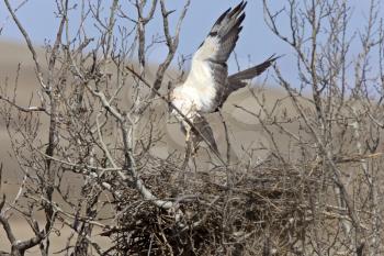 Swainson Hawk in flight leaving nest