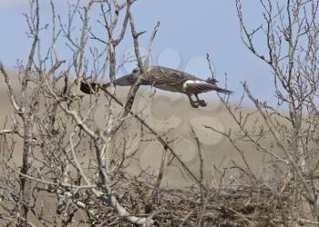 Swainson Hawk in flight leaving nest