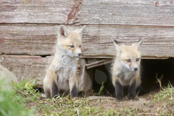 Fox Kits at play near den in Saskatchewan