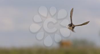 Meadowlark in Flight in Saskatchewan Canada