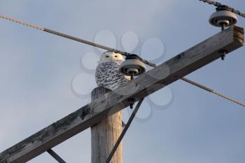 Snowy Owl in Saskatchewan Canada in winter