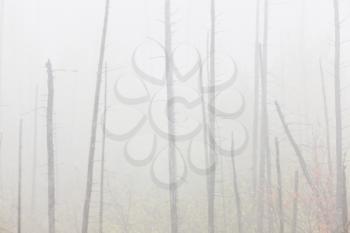 Morning mist and trees fog Saskatchewan Canada