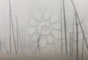 Morning mist and trees fog Saskatchewan Canada