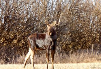 Young Bull Moose in prairie field