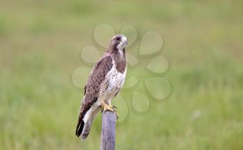 Hawk perched on fence post