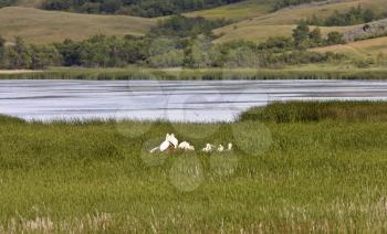 Pelicans in grass by lake