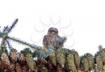 Hawk fledling in pine tree