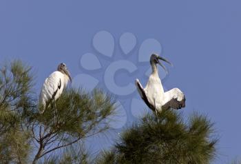 Wood Storks perched in Florida tree