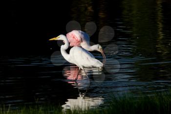 Rosette Spoonbill and Great White Egret in Florida waters
