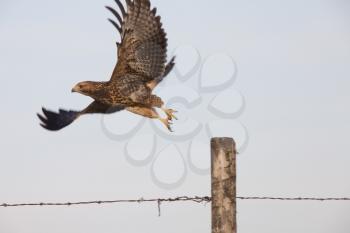 Hawk taking flight from fence post