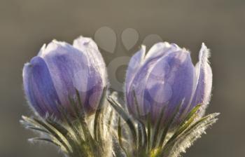 Spring Time Crocus Flower
