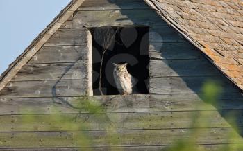 Great Horned Owl in Old Barn Canada