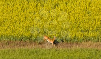 Deer running in canola mustard field Canada