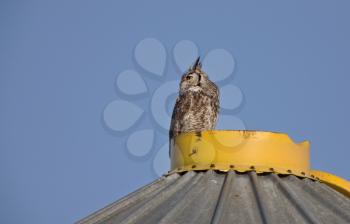 Great Horned Owl on Granary Saskatchewan