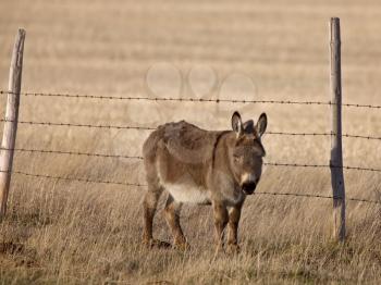 Mule in Pasture Canada Saskatchewan Donkey