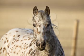 Horse in Pasture Canada Saskatchewan