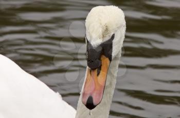 Mute Swan Close Up Canada