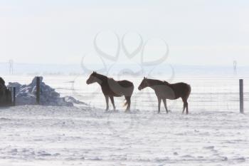 Horses in Winter Storm