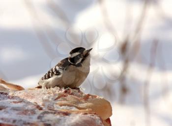 Female Downey Woodpecker in Winter