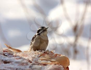 Female Downey Woodpecker in Winter