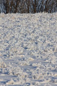 Frost in Field Saskatchewan