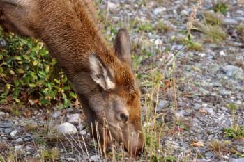 Young elk in roadside ditch in Alberta