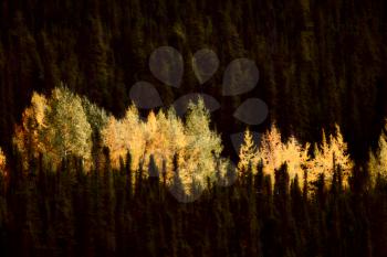 Autumn colored Aspens amongst Lodgepole Pines